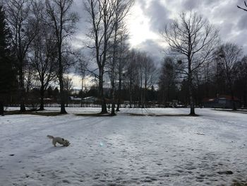 Bare trees on snow field against sky