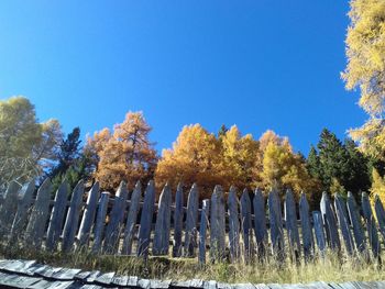 Low angle view of trees against clear blue sky during winter