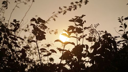 Close-up of silhouette plants against sky during sunset