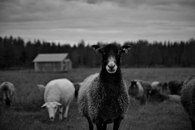 Sheep standing in a field