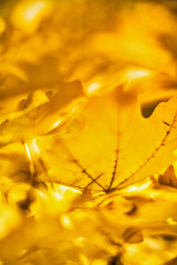 Close-up of yellow leaf