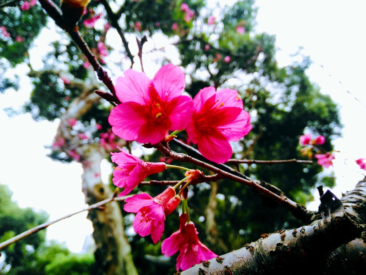 flower, nature, tree, growth, fragility, beauty in nature, no people, day, low angle view, outdoors, pink color, petal, branch, freshness, close-up, blooming, flower head, sky