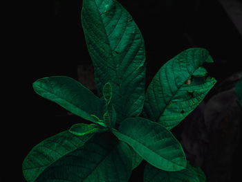 Close-up of fresh green leaves against black background