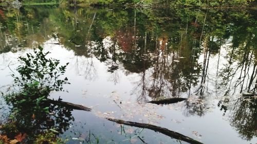 Reflection of trees in water