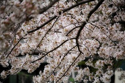 Close-up of cherry blossom tree