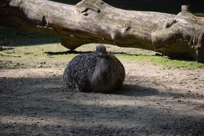 Close-up of owl perching on ground