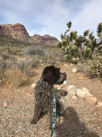 View of dog on field against sky