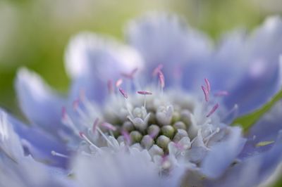 Close-up of purple flowering plant