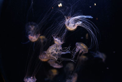 Some compass jellyfish swimming around each other