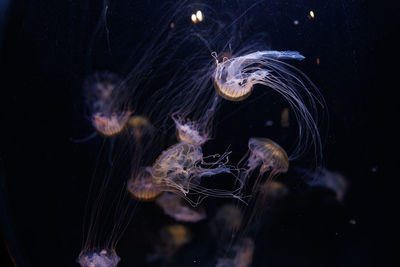 Close-up of jellyfish swimming in sea