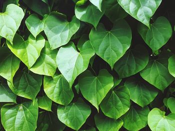 Full frame shot of leaves