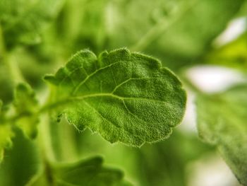 Close-up of green leaves