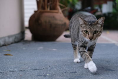 Portrait of tabby cat on footpath