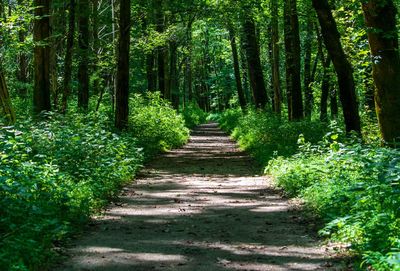 Footpath amidst trees in forest