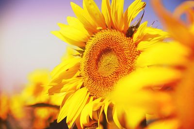 Close-up of yellow flower