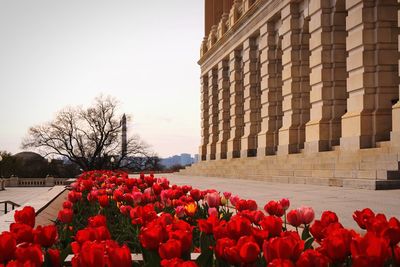 Red tulips blooming in row against clear sky