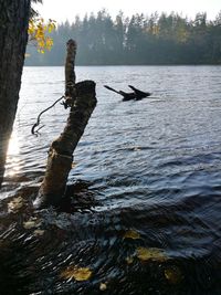 View of birds in lake