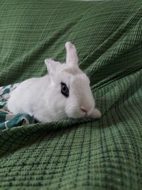 Close-up of a rabbit lying on bed