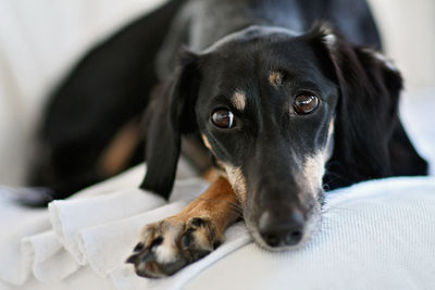 Close-up portrait of a dog