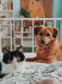 Close-up portrait of cat and dog 