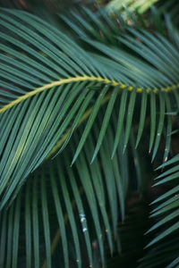 Full frame shot of palm leaves