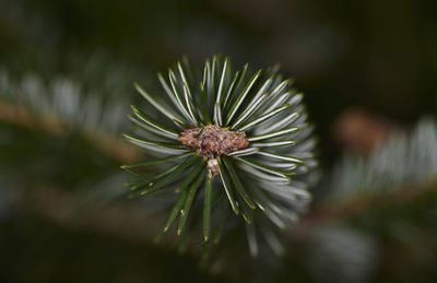 Close-up of flower