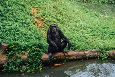 Monkey sitting in a forest