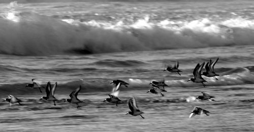 Birds flying over sea