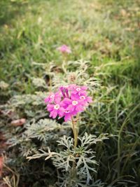 Close-up of pink flowers blooming in field