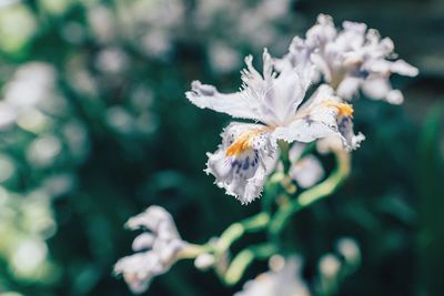 Close-up of honey bee on flower