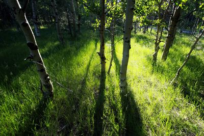 View of grass