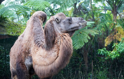 The hairy camel in the zoo in selective focus