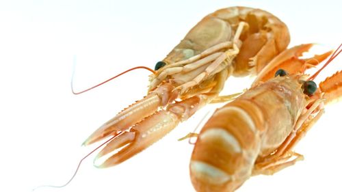 Close-up of insect over white background