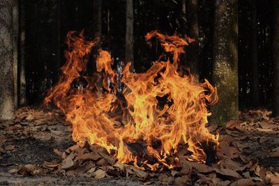 Bonfire in a forest