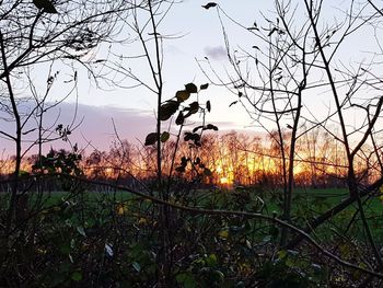 Silhouette bare trees on field against sky at sunset