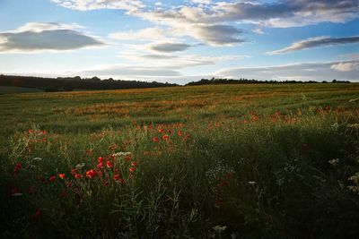 Scenic view of field against sky