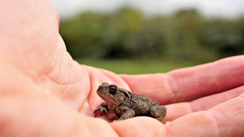 Close-up of human hand holding small