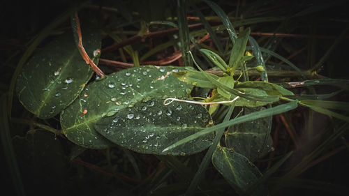 Close-up of wet plant leaves in rainy season