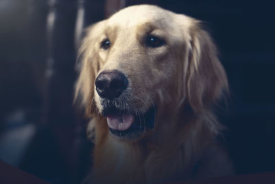 Close-up portrait of dog