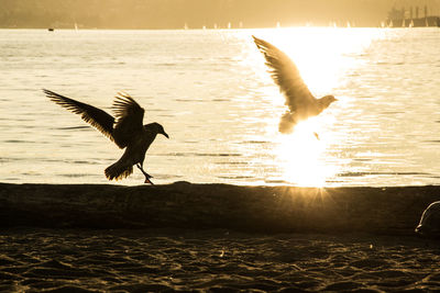 Birds flying over city