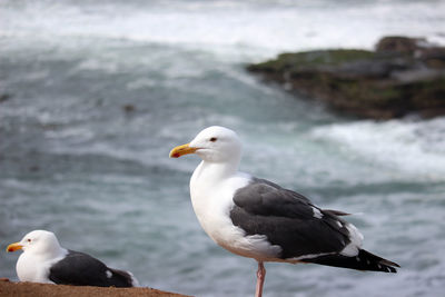 Close-up of seagull perching on water