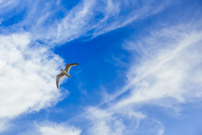 Low angle view of seagull flying against blue sky