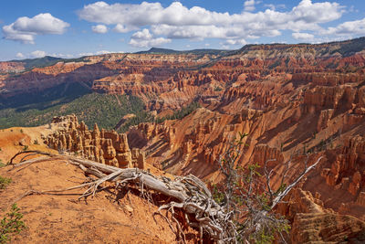 Spectacular canyon behind a bristlecone pine tree in cedar breaks national monument, in utah