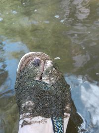 Close-up of a duck in lake