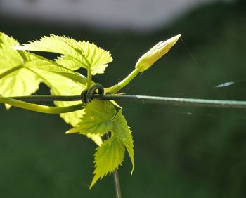 Close-up of green leaves