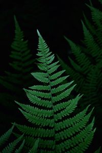 Close-up of fern leaves in forest at night