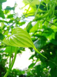 Close-up of green leaves