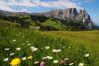 Scenic view of grassy field by mountains against sky