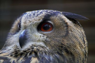 Close-up of bird looking away