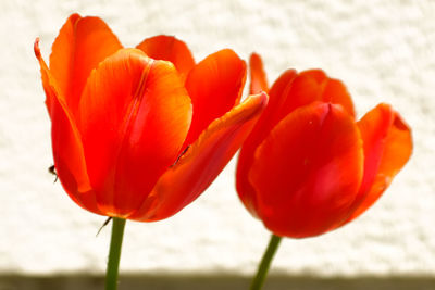 Close-up of red tulip